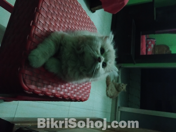 Persian male kitten